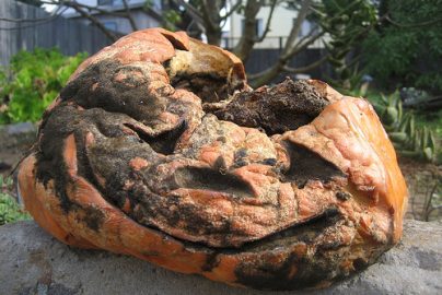 positive-pumpkin-attitude-survivalist