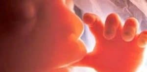 aborted-baby-fetus-photocredit-dailywire-com