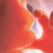 aborted-baby-fetus-photocredit-dailywire-com