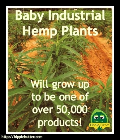 baby industrial hemp plant products
