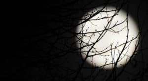 Full-Moon-Trees-Charisma-News