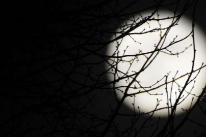 Full-Moon-Trees-Charisma-News