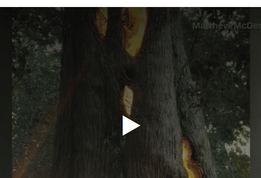 Screenshot - 10_16_2017 , 11_32_35 AM burning tree inside out God