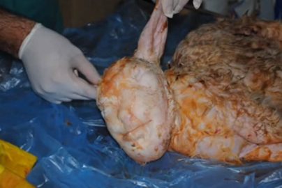 human-sheep-turkey-cairoscene-com