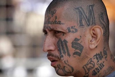 ms13-gang-bangers-foxnews-com
