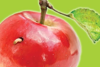 forbidden-fruit-garden-eden-photocredit-clmagazine-org