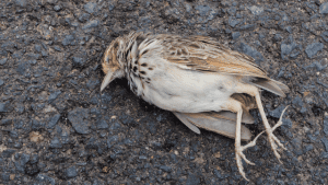 dead-birds-falling-from-sky-photocredit-someecards-com