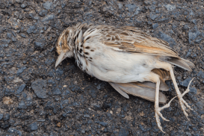 dead-birds-falling-from-sky-photocredit-someecards-com