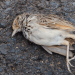dead-birds-falling-from-sky-photocredit-someecards-com