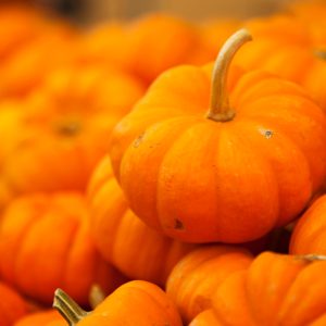 halloween-pumpkins-jellytelly-com