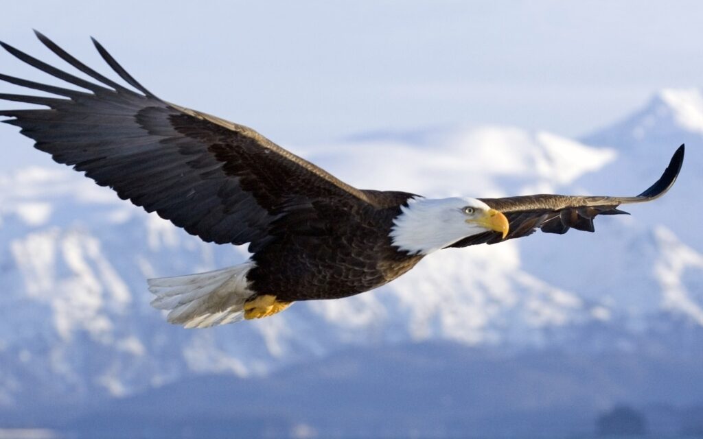 american-eagle-paperlief-com