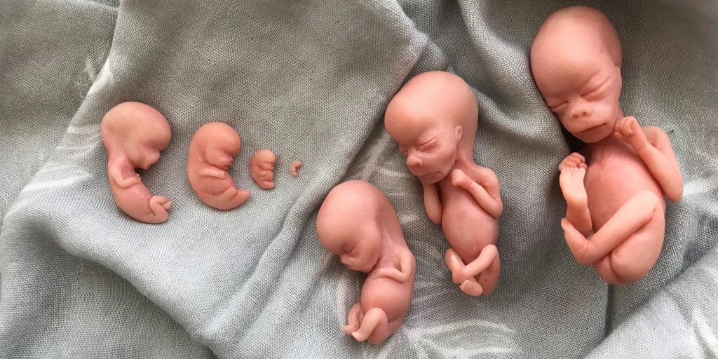 fetal-training-dolls-abortion-selling-body-parts-dailydot-com-2019-truth