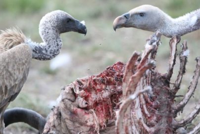 vultures-mentalfloss-com-2020-truth