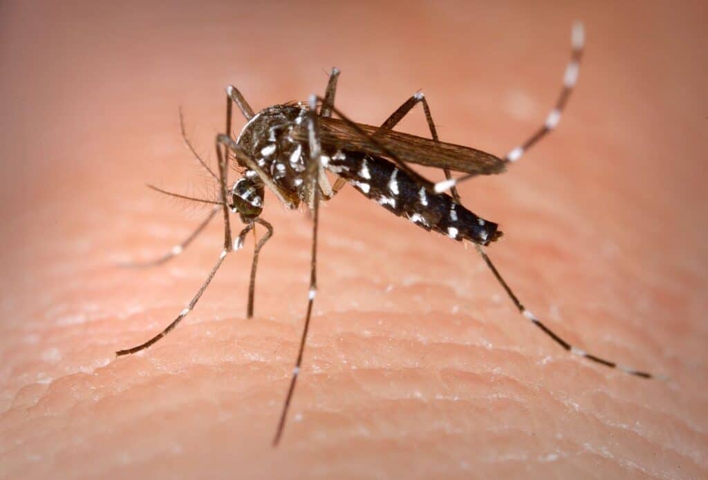 mosquito-en-wikipedia-org-2020-truth