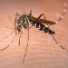 mosquito-en-wikipedia-org-2020-truth