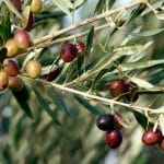 Historical Bio: The Olive Tree, Fruit and All