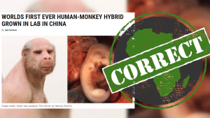 human-monkey-grown-in-lab-africacheck-org-2021-truth