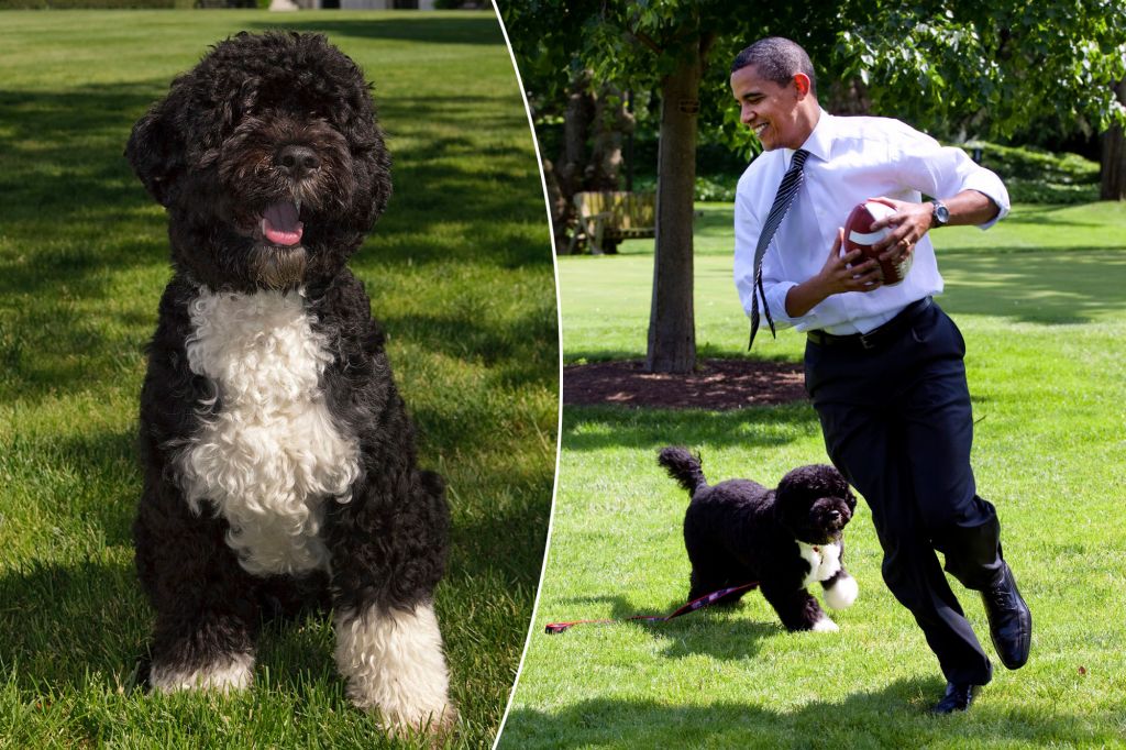 Dog Code: Bo, the Obamas’ Portuguese Water Dog, Dies