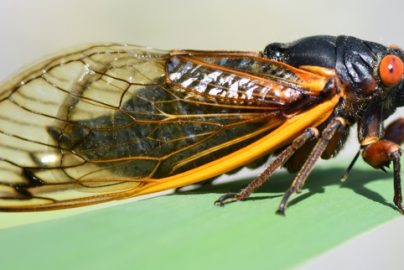 prophetic-significance-cicadas-cicadamania-com-2021-truth