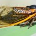 prophetic-significance-cicadas-cicadamania-com-2021-truth