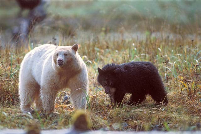 real-light-colored-tan-bear-westernwildlife-org-2021-truth
