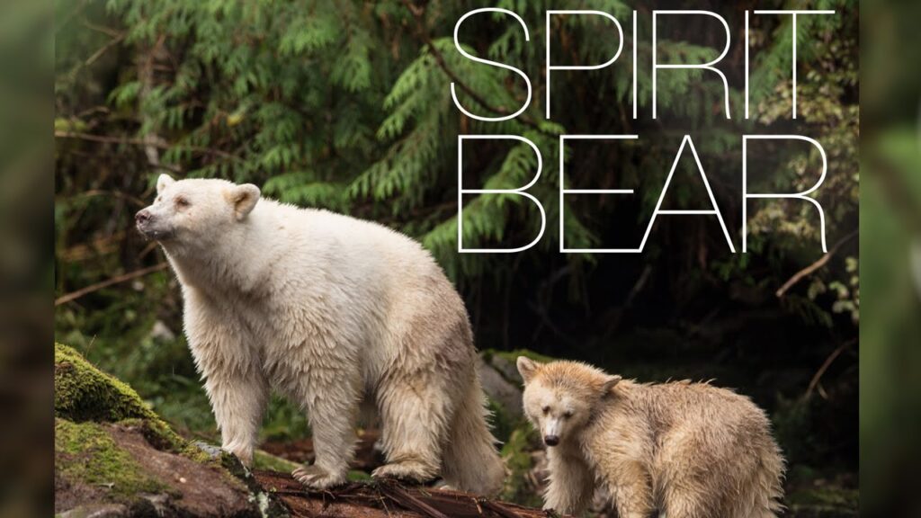 spirit-bear-mo-wildlife-dream-2021-truth-youtube-screenshot