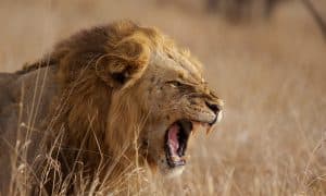 lion-roaring-theguardian-com-2021-truth