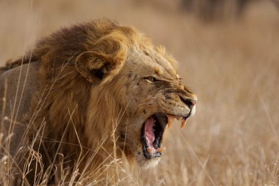 lion-roaring-theguardian-com-2021-truth