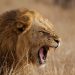 lion-roaring-theguardian-com-2021-truth