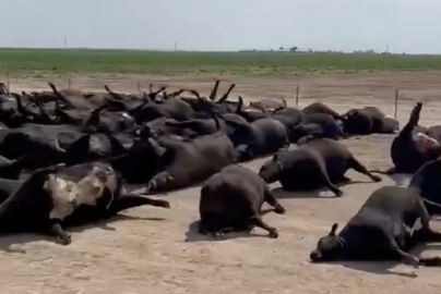 mass-cattle-deaths-kansas-naijaonpoint-com-ng-2022-truth