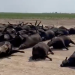 mass-cattle-deaths-kansas-naijaonpoint-com-ng-2022-truth