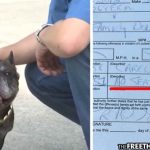 traffic-ticket-seat-belt-dog-thefreethoughtproject-com-2022-truth