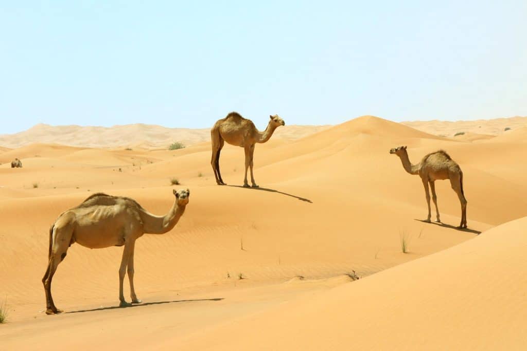 camel-desert-timeforkids-com-2022-truth
