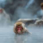macaque-gcfa19a1b5_1280-monkeypox-global-health-emergency-who-2022-truth-pixabay