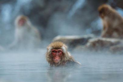 macaque-gcfa19a1b5_1280-monkeypox-global-health-emergency-who-2022-truth-pixabay