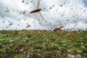 plague-locusts-nationalgeographic-com-2022-truth