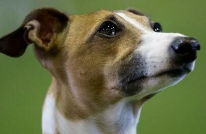 monkeypox-dog-gay-couple-bed-zerohedge-com-2022-truth