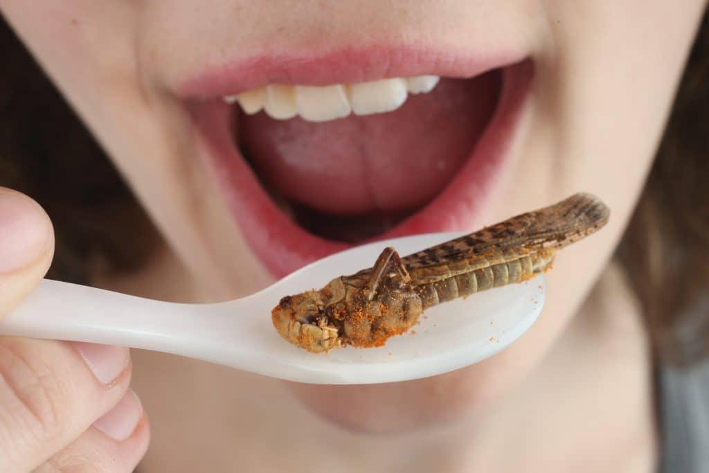 eat-bugs-nationalgeographic-com-2022-truth-1