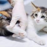 kitten-animal-vaccine-commercecityvet-com-2023-truth