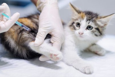kitten-animal-vaccine-commercecityvet-com-2023-truth