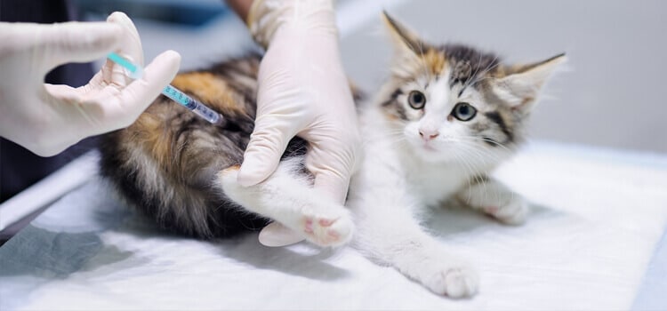 kitten-animal-vaccine-commercecityvet-com-2023-truth