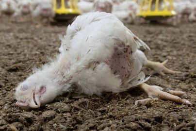 dead-chicken-independent-co-uk-2023-truth