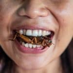 eating-a-bug-bbc-com-2023-truth