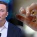 neuralink-brain-chip-implant-elon-musk-lifeboat-com-2023-truth