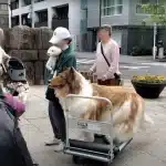 toco-dog-japan-male-transhuman-dog-thegatewaypundit-com-2023-truth