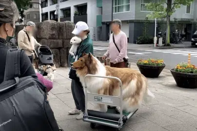 toco-dog-japan-male-transhuman-dog-thegatewaypundit-com-2023-truth