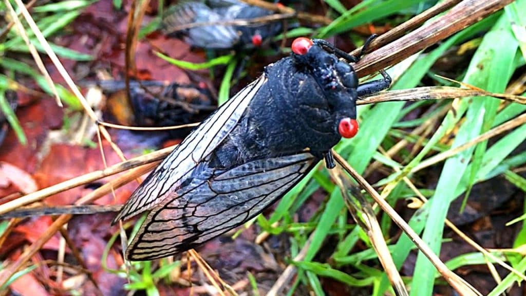 cicada-plague-end-times-prophecy-youtube-com-2024-truth