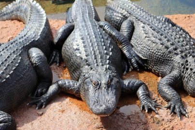 alligators-msaquarium-org-2025-truth