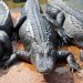 alligators-msaquarium-org-2025-truth