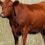 end-times-prophecy-fulfilled-red-heifer-sacrifice-americanvision-org-2025-truth